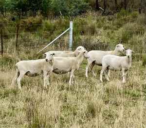 Australian white starter flock
