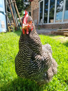 1×light Sussex, 1×Isa Brown, 1×Plymouth Rock chickens
