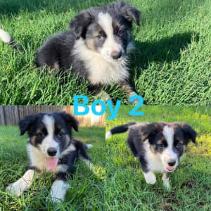 Long Haired Border Collie Puppies READY NOW
