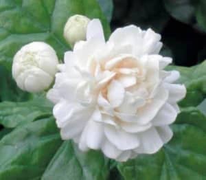 Jasmin Sambac (Arabian Jasmin) - Chinese Emperor flower plant