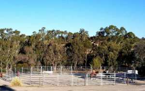 18m Horse round yard, New