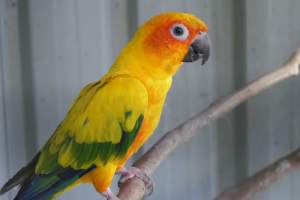 Hand Reared Sun Conure looking for his new family