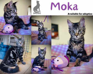 Moka! Sassy and sweet tabby girl - Deedlebug Cat Rescue