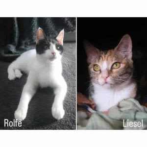 10613/4 : Rolfe/Liesel - CATS for ADOPTION - Vet Work Included