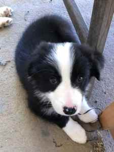 Available Now Purebred Border Collie Puppy