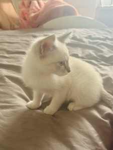white kitten x ragdoll