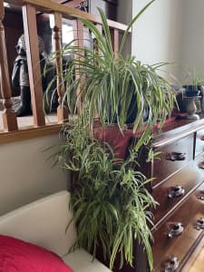 Spider plants and monsteras