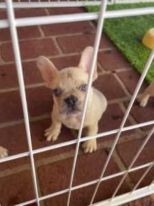 French Bulldog Puppies all sold now