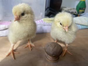 Day Old Chicks AVAILABLE NOW! 