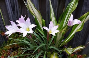 Pink Rain Lily - Zephyranthes