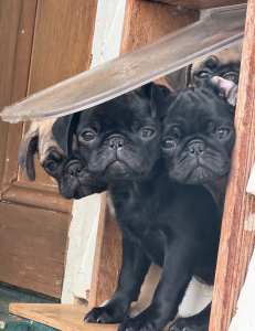 Pug Puppies READY NOW