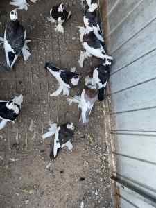 Pigeon # Pigeons For Sale