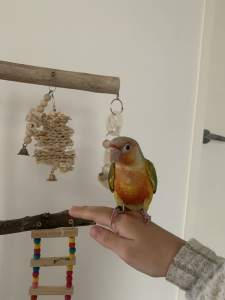 Baby parrot pineapple conure - Price negotiable