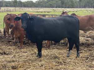 Registered brahman heifer