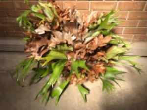 STAGHORN Fern - Large - Very Mature - 30 years old ** REDUCED FOR 48H