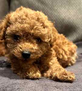 Coming to Sydney this weekend - READY NOW! - Red Toy Cavoodles