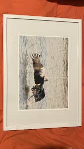 A3 Pelican Photograph, Teenager Photographer Perth