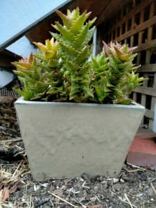 Beautiful glazed square planter with succulents