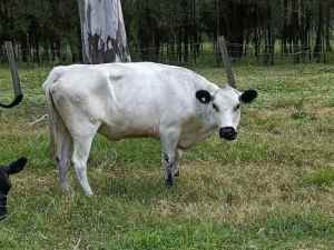 Speckle park cow