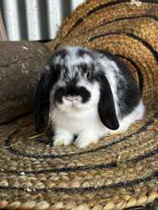 Mini lop pure bred rabbits