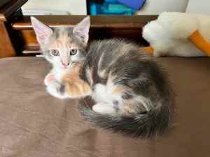 Female Calico cute kitten for sale! 8 weeks old