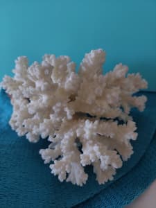 Coral piece 16cm x 12cm