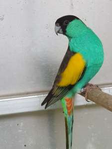 Hooded parrot 
