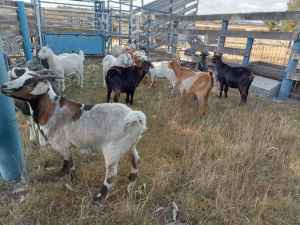 GOATS FOR SALE - YOUNG FEMALES
