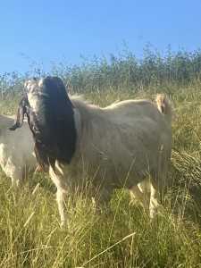 Boer Goat male