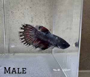 Black Orchid Crowntail Betta PAIR (Male & Female)