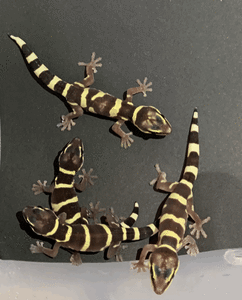 Inland Marbled Velvet Geckos