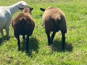 Weaned lambs