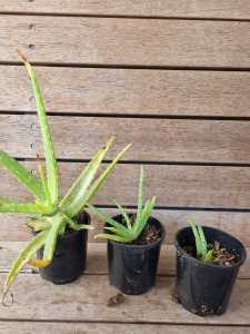 Aloe Vera Plants - different sizes