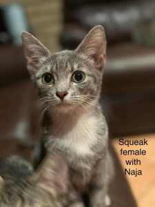 Squeak - Perth Animal Rescue Inc vet work cat/kitten