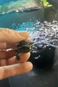 Turtle baby’s