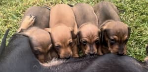 Mini Dachshund puppies for sale