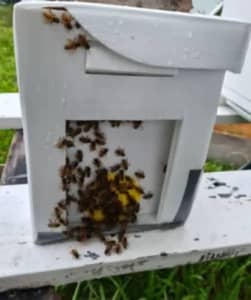 Bees, Nucs, Bee Hive, European Honey Bees, Beehive