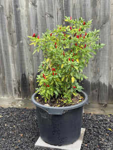 Large Garden Pot with multiple well established Chilli Plants