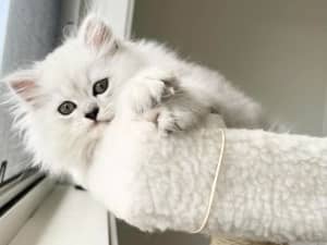 Chinchilla Persian Boy Kitten