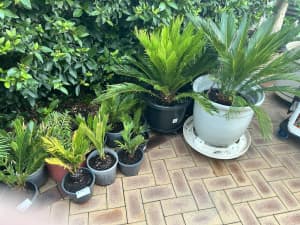 CYCAD PALMS different sizes starting at $15.00