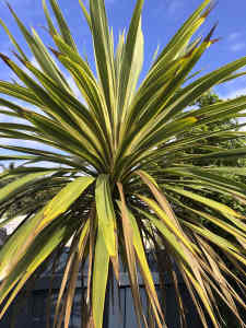 Cordyline plant mature well established variegated leaves 2 metres. Di