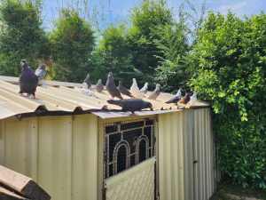 Budapest and Pakistani Tiplers Pigeons