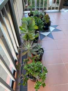 15 pots of varieties succulents plants big and small
