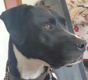 Great Dane cross available for Adoption
