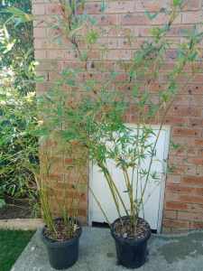 BAMBOO CLUMPING IN POTS