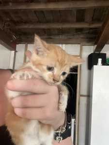 3 kittens look for homes