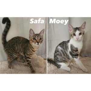 10532 : Safa - CAT for ADOPTION - Vet Work Included