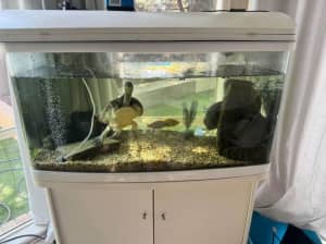 Aquarium and turtle rehome
