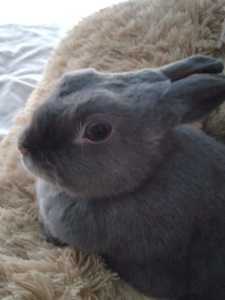 🐰🐇Dwarf Netherland Female Bunny