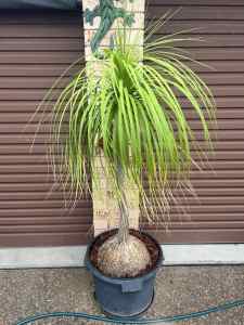 Ponytail Palms large x 4